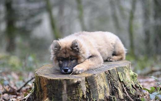 Eurasier dog uyouyou