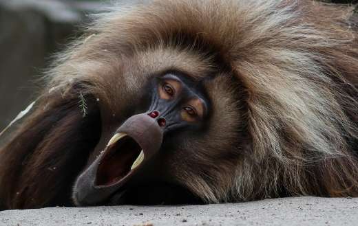 Gelada baboon puzzle