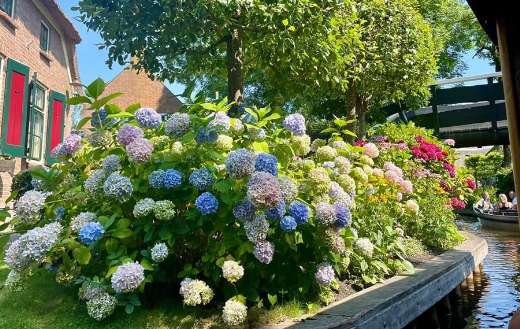 Hortensia hydrangea flowers