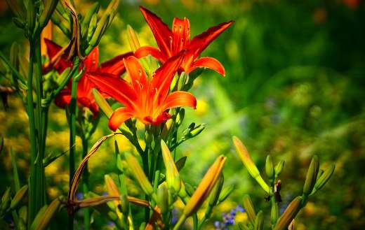 Lily flowers beauty puzzle
