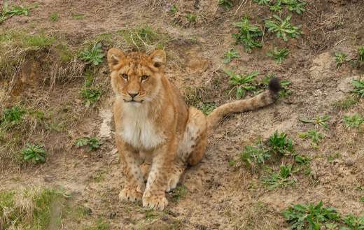 Lioness in nature puzzle