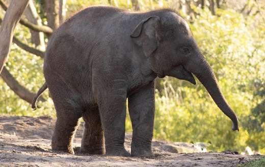 Looking happy baby elephant