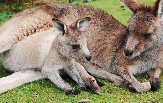 Mother and baby kangaroo relaxing