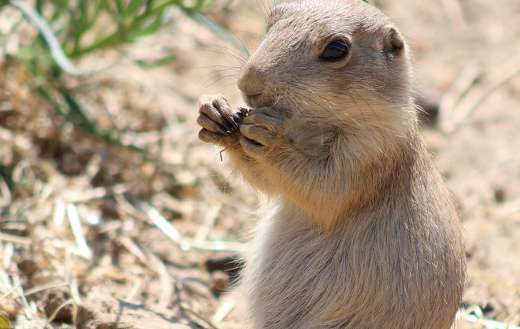 Prairie dog eating online