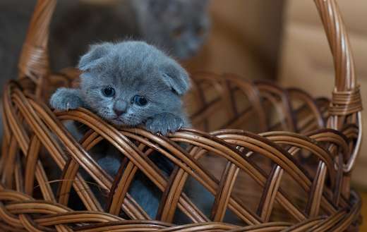 Super duper cute kitty in the basket