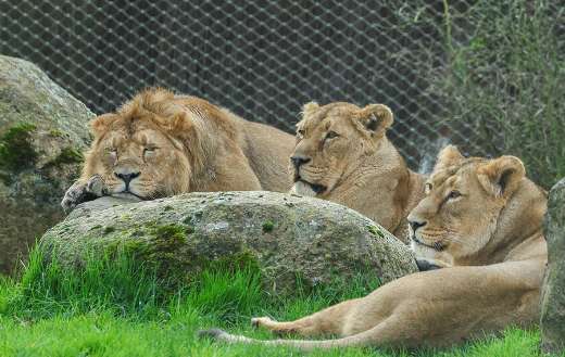 Three lioness at zoo