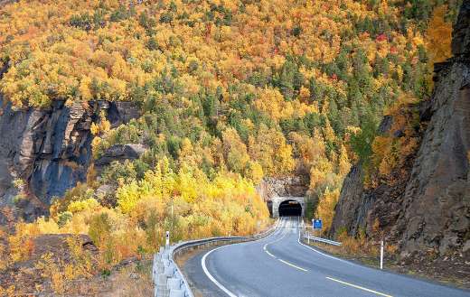 Tunnel road under forest autumn time
