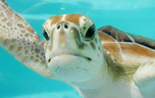 Turtle swimming underwater staring