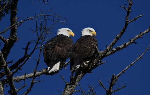 Two bald eagles bird tree