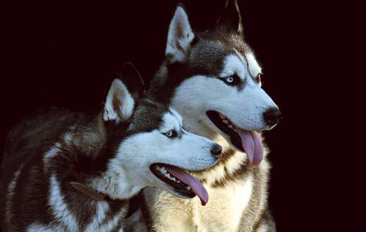 Two pair husky dogs