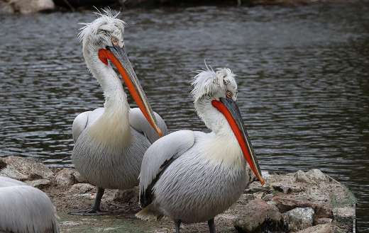 Two pelican birdie puzzle