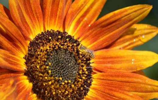 Yellow orange sunflower