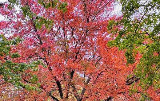 Beautiful autumn colors