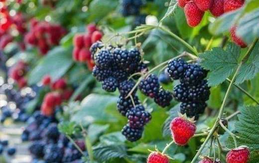 Black red berries fruits