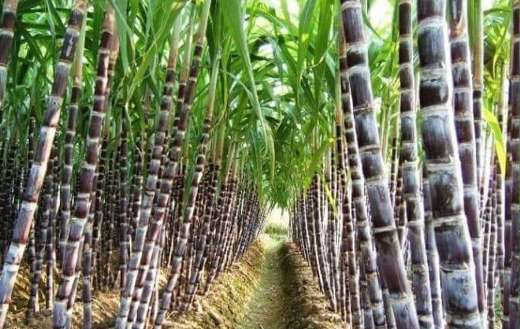 Black sugarcane plantation