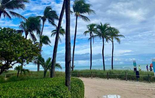 Blue sky and coconut trees