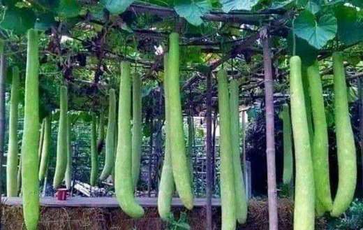 Bottle gourd asian vegetables