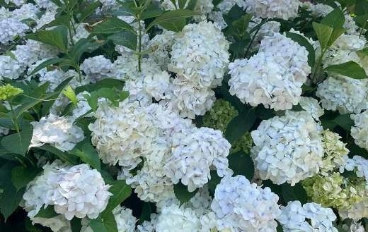 Bunch of white flowers