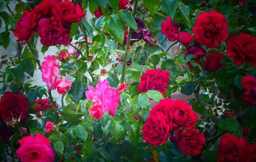 Bush red pink roses