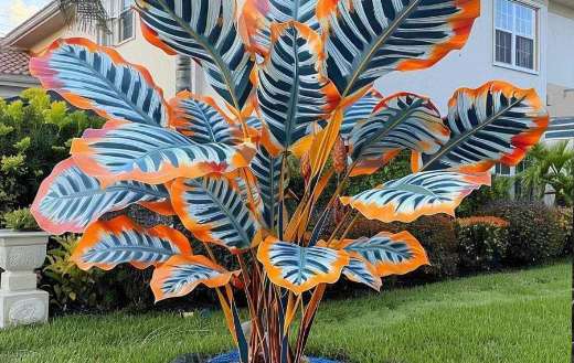 Calathea plant outdoor plants