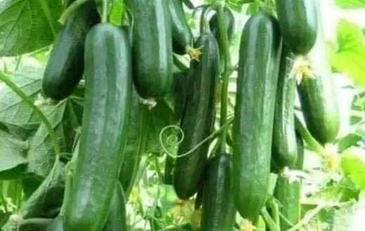 Cucumber vegetable garden