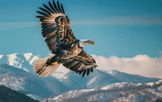 Eagle soaring high above mountainous land