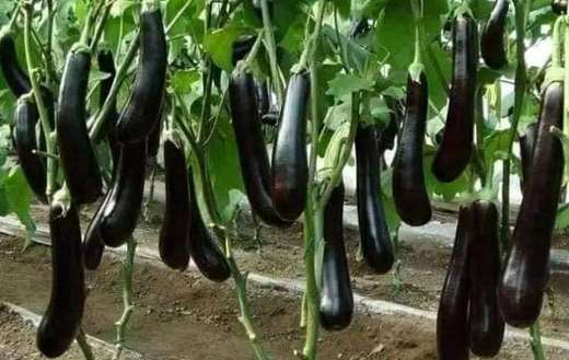 Eggplant vegetables fresh