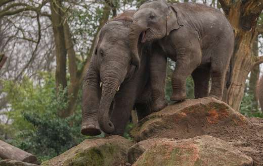Elephants zoo playing