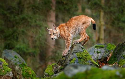 Eurasian lynx animal