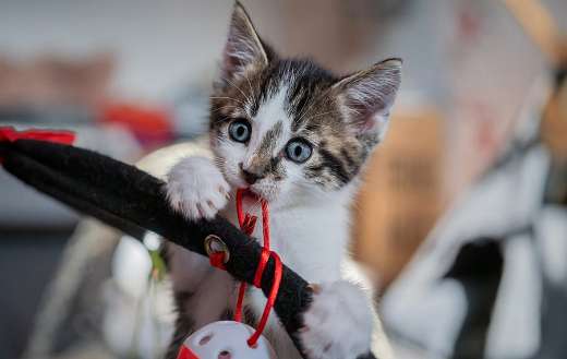 European short hair kitty cat