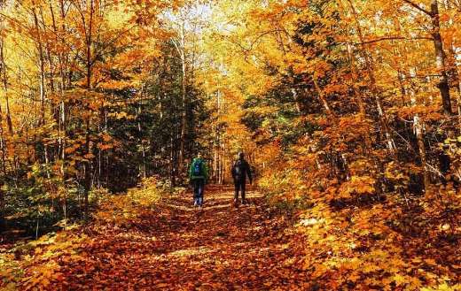 Foot road and autumn colors