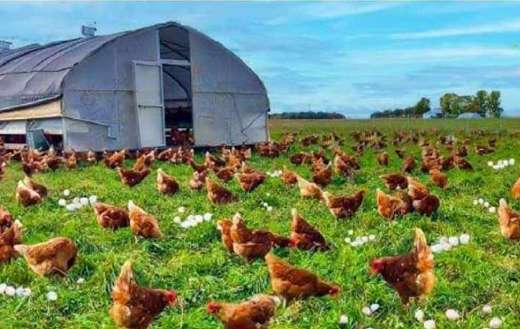Free range chicken business poultry