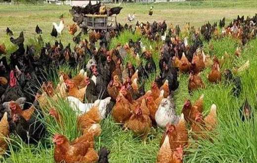 Free range chicken farm