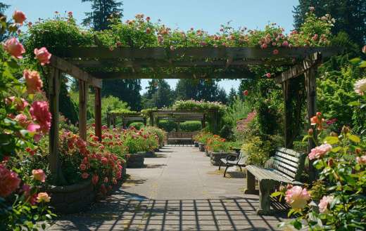 Gardens paths with a rows of roses