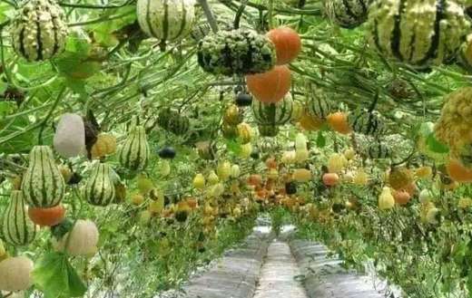Gourd tunnel vegetable garden