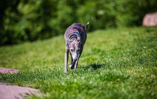 Grey redhound dog