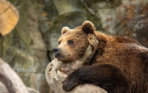 Grizzly bear animal relaxing