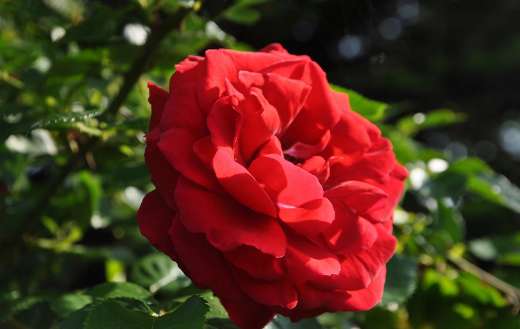 Huge red orange rose flower