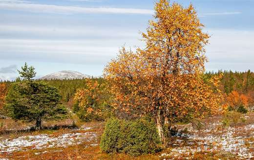 Landscape autumn birch