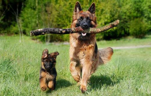 Mama and puppy shepherd dog