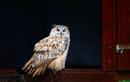 Owl bird animal orange eyes