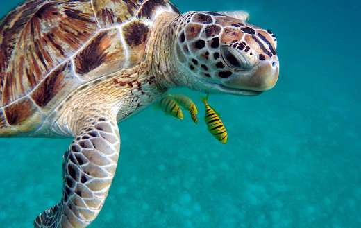 Turle under sea water