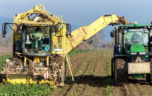Turnip vegetables harvest