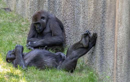 Two gorillas relaxing behind walls