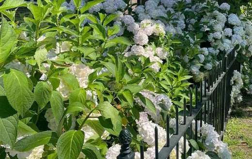 White hydrangea flowers