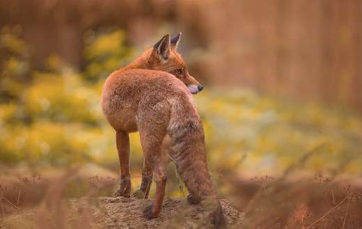 A fox animal back view