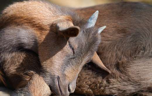 Baby goat sleeping