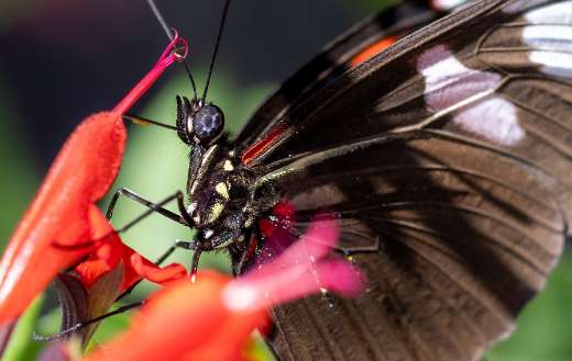 Close up picture butterfly