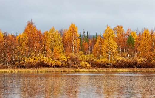 Colorful autumn tress forest river