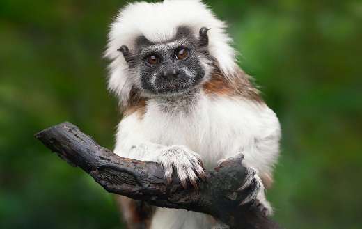 Cotton top tamarin monkey